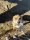 Corgi Puppies for sale in El Cajon, CA, USA. price: $800
