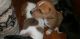 Corgi Puppies for sale in El Dorado, AR 71730, USA. price: $200