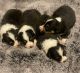 Corgi Puppies for sale in White City, OR 97503, USA. price: $1,500
