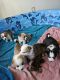 Corgi Puppies for sale in Burr Oak, MI 49030, USA. price: $600
