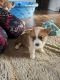 Corgi Puppies for sale in Burr Oak, MI 49030, USA. price: $500