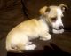 Corgi Puppies for sale in San Antonio, TX, USA. price: $400