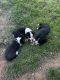 Corgi Puppies for sale in Trent, Texas. price: $200