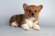 Corgi Puppies for sale in Oceanside, CA, USA. price: NA