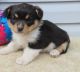 Corgi Puppies for sale in Starkweather, ND 58377, USA. price: NA
