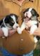 Corgi Puppies for sale in Peterstown, WV 24963, USA. price: $400