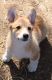 Corgi Puppies for sale in Bainbridge, IN, USA. price: $400