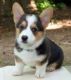 Corgi Puppies for sale in Beaumont, TX, USA. price: NA