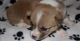 Corgi Puppies for sale in Jacksonville, FL, USA. price: NA