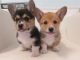 Corgi Puppies for sale in Jacksonville, FL, USA. price: NA