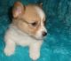 Corgi Puppies for sale in Fairhope, AL 36532, USA. price: NA