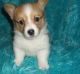 Corgi Puppies for sale in Fairhope, AL 36532, USA. price: NA