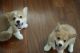 Corgi Puppies for sale in Philadelphia, PA, USA. price: $500