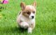 Corgi Puppies for sale in Hanford, CA 93230, USA. price: NA