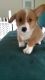 Corgi Puppies for sale in Clarksville, TN, USA. price: $500