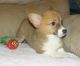 Corgi Puppies for sale in Clarksville, TN, USA. price: $500