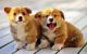 Corgi Puppies for sale in Escondido, CA, USA. price: $500