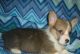 Corgi Puppies for sale in Huntsville, AL, USA. price: NA