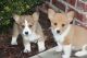 Corgi Puppies for sale in Salt Lake City, UT, USA. price: NA