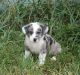 Corgi Puppies for sale in Fort Collins, CO, USA. price: NA