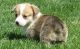 Corgi Puppies for sale in San Diego, CA, USA. price: $500