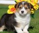 Corgi Puppies for sale in Anaheim, CA, USA. price: NA