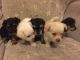 Corgi Puppies for sale in Cedar Rapids, IA, USA. price: NA