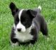 Corgi Puppies for sale in Fresno, CA, USA. price: NA