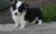 Corgi Puppies for sale in Akeley, MN 56433, USA. price: NA