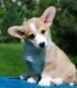 Corgi Puppies for sale in Akeley, MN 56433, USA. price: $200