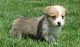 Corgi Puppies for sale in Eureka, CA, USA. price: NA