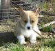 Corgi Puppies for sale in St Paul, MN, USA. price: $550