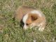 Corgi Puppies for sale in Dearborn, MI, USA. price: NA