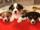 Corgi Puppies for sale in St Paul, MN, USA. price: NA