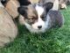 Corgi Puppies for sale in Canton, OH, USA. price: NA