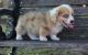 Corgi Puppies for sale in Maryland Ave, Rockville, MD 20850, USA. price: NA