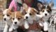 Corgi Puppies for sale in New York, NY 10018, USA. price: NA