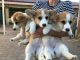Corgi Puppies for sale in Mission College Blvd, Santa Clara, CA 95054, USA. price: NA