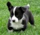 Corgi Puppies for sale in San Bernardino, CA, USA. price: $400