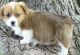 Corgi Puppies for sale in 17598 147th St, Glenwood, MN 56334, USA. price: $400