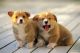 Corgi Puppies for sale in New York, NY, USA. price: NA