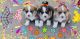 Corgi Puppies for sale in San Diego, CA, USA. price: $400