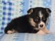 Corgi Puppies for sale in Newark, NJ, USA. price: NA