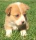 Corgi Puppies for sale in SD-244, Keystone, SD 57751, USA. price: NA