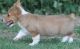 Corgi Puppies for sale in Louisville, KY, USA. price: NA