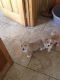 Corgi Puppies for sale in Oakland, CA, USA. price: NA