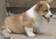Corgi Puppies for sale in Napa River Trail, Napa, CA 94558, USA. price: $250
