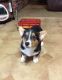 Corgi Puppies for sale in Pittsboro, IN 46167, USA. price: NA