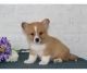 Corgi Puppies for sale in Central Ave, Jersey City, NJ, USA. price: $500