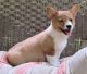 Corgi Puppies for sale in Hyattville, WY 82428, USA. price: NA